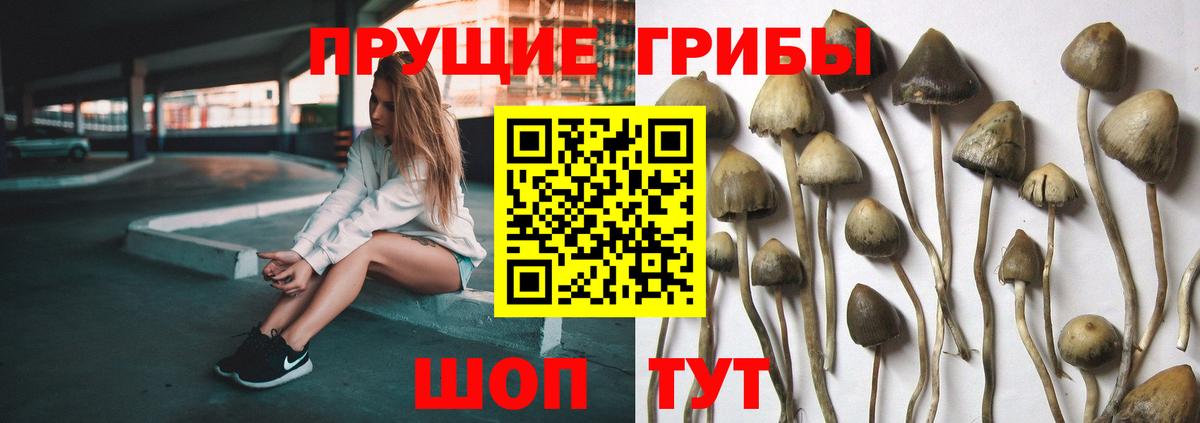 Галлюциногенные грибы мицелий  Псилоцибиновые грибы GOLDEN TEACHER  Вход с VPN  Дедовск 