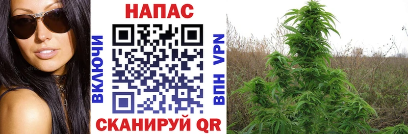 Каннабис White Widow  купить наркоту  Дедовск 